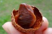 如何選擇荔枝烘干機改善荔枝干果？
